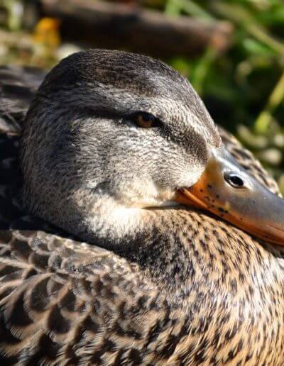 Alaina Kelahan 2nd Place Wildlife