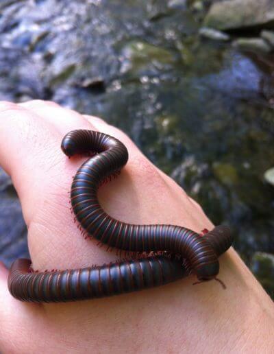 Annalise Vanvranken 3rd Place Wildlife