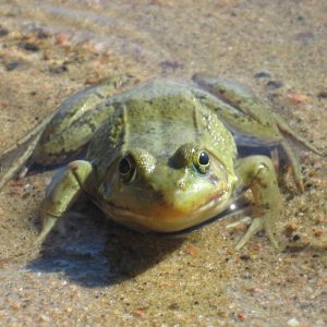 Videos, Photos & Shows