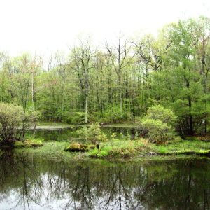 Wetlands Mapping Project