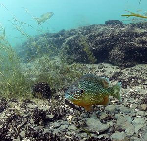 Smart Steps for Clean Water: Fishing