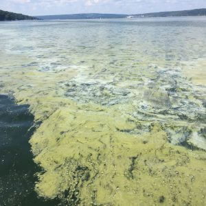 Harmful Algal Blooms