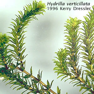 Hydrilla Information & Action