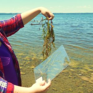Hydrilla Story Map
